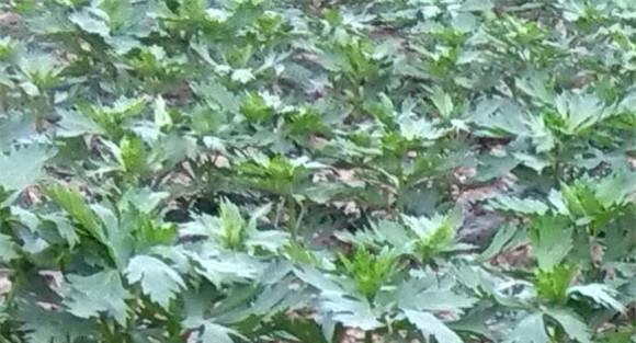 川乌种植时间与方法