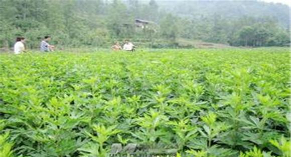 川乌种植与栽培技术