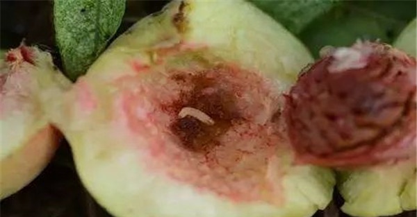 桃小食心虫的危害症状