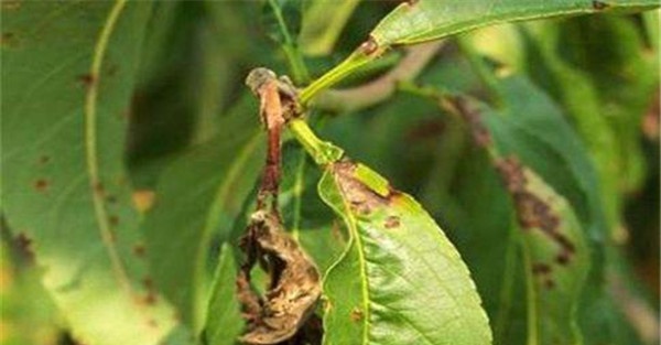 桃小食心虫的的防治方法