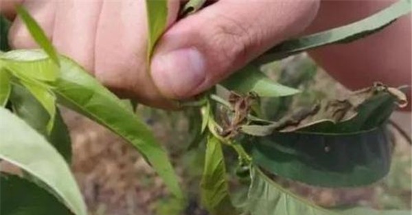 桃小食心虫的预防方法