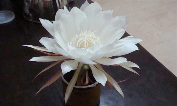 昙花盆栽养植方法：用什么盆土