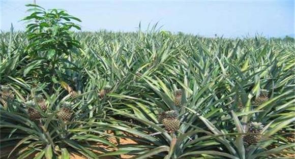 种植菠萝要重施钾肥
