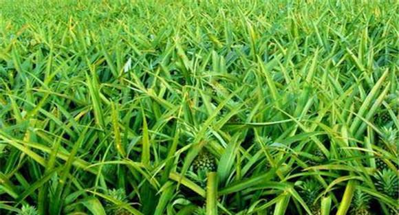 菠萝种植