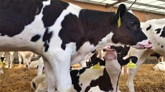 牛初乳的营养成分