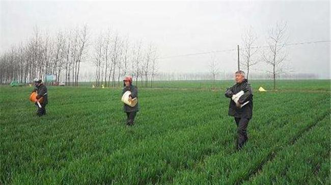施用尿素需要注意什么