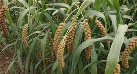糯小米种植方法