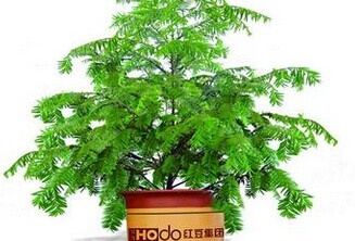 红豆杉的养殖方法