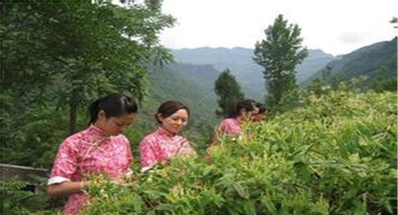 中药材种植