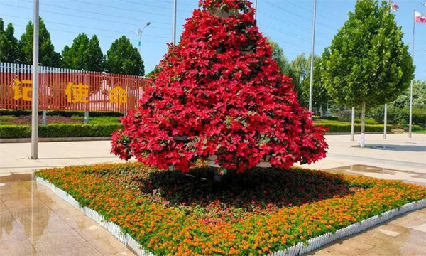 什么是花坛