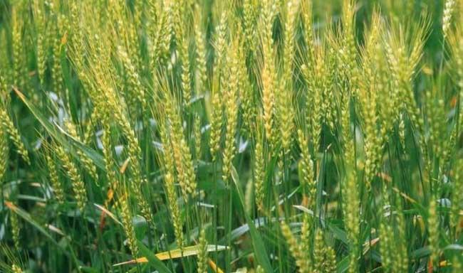 冬小麦优质高产栽培种植技术