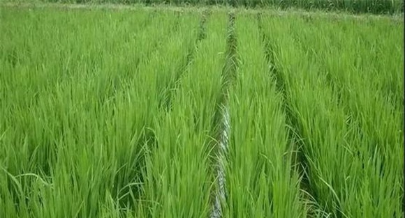 温度和水稻生产的关系