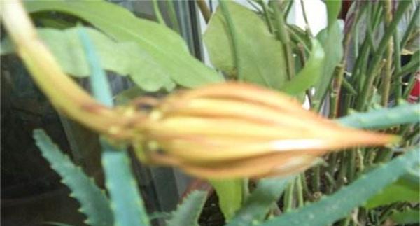 昙花叶子发黄是什么原因