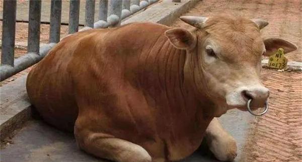 肉牛流行性感冒的防治方法