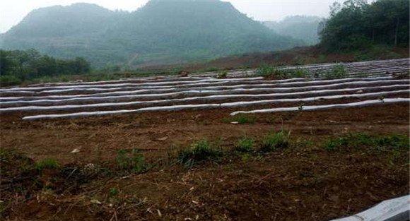 高山辣椒种植方法