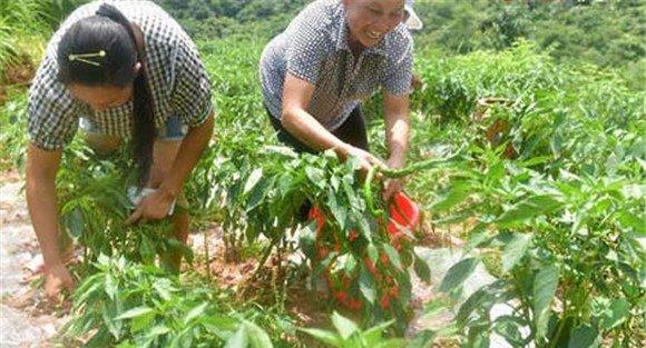 高山辣椒栽培技术要点