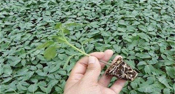越冬茬番茄的播种与育苗