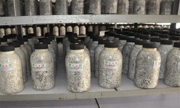 怎样配制金针菇母种培养基