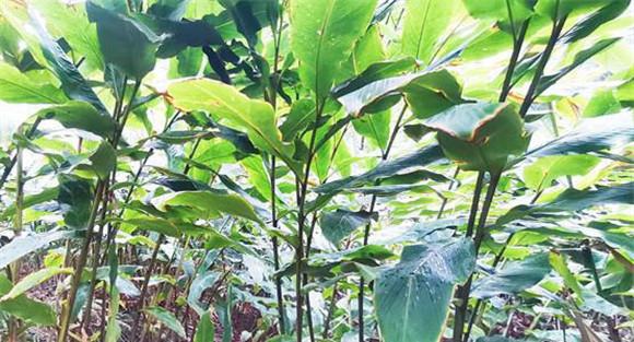 草果种植需要什么条件