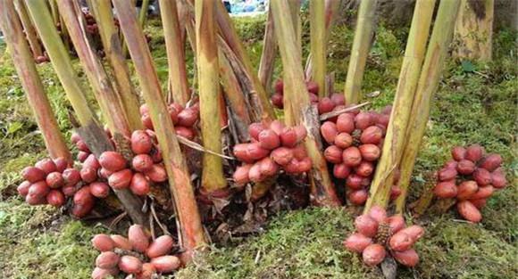 草果种植技术与管理要点