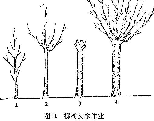柳树种植方法