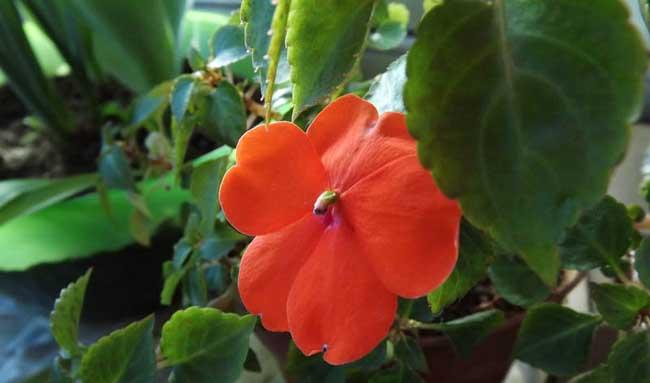 凤仙花的养殖方法