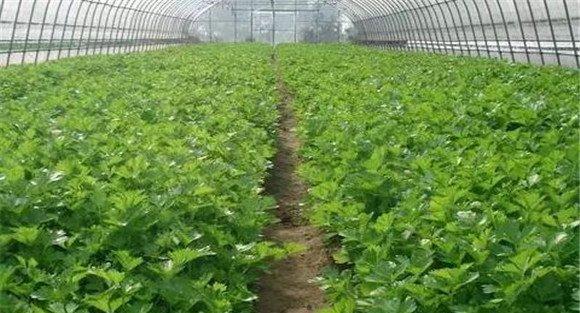 西芹对水分的要求