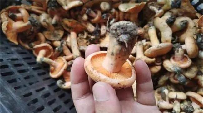 白葱牛肝菌的生长环境