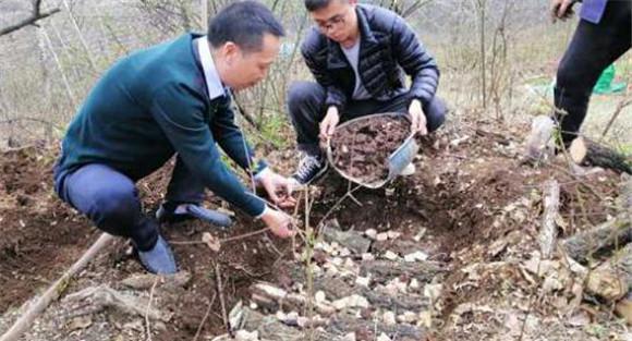 栽培种植猪苓的步骤与方法