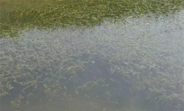 为什么养虾池中必须种植水生植物