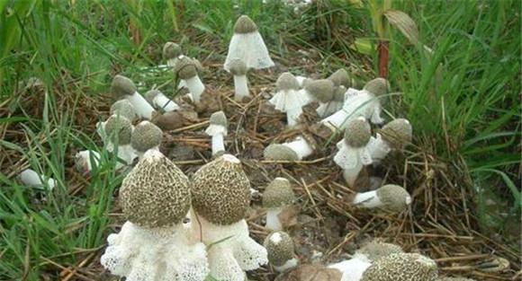 竹荪的种植要点