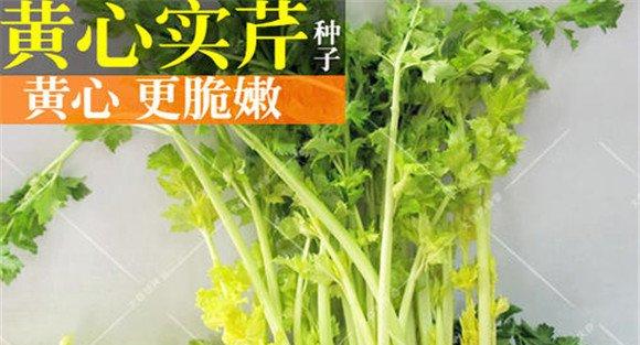 西芹的品种有哪些