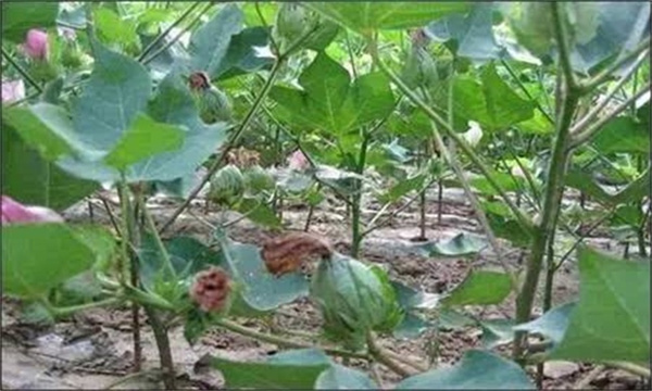 棉花蕾铃脱落的缺肥原因