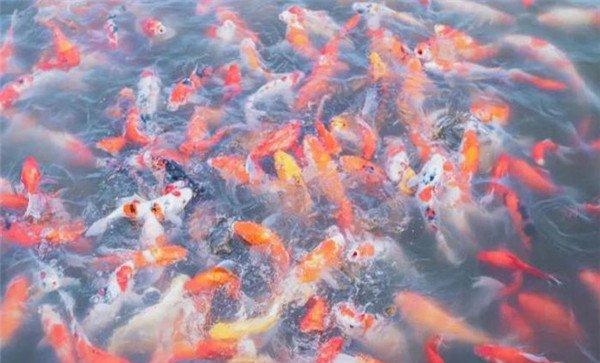 看投饵后的水面动静