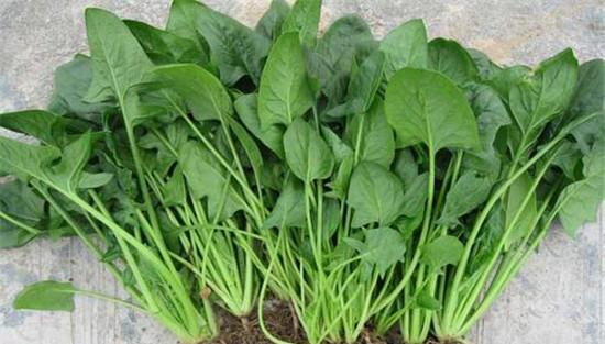 菠菜的品种类型