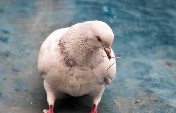 肉鸽的养殖技术