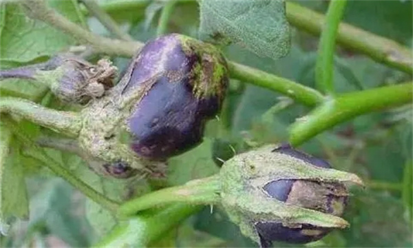 如何预防茄子僵果
