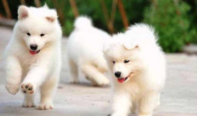 犬饲养方法
