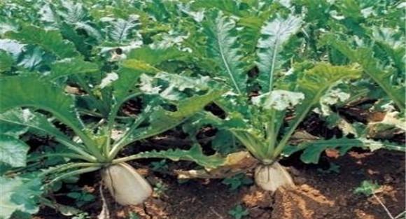 秋萝卜田适用哪些除草剂