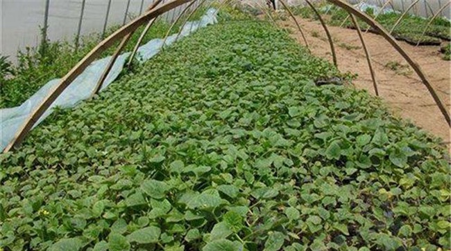 怎么控制甜瓜育苗期温度