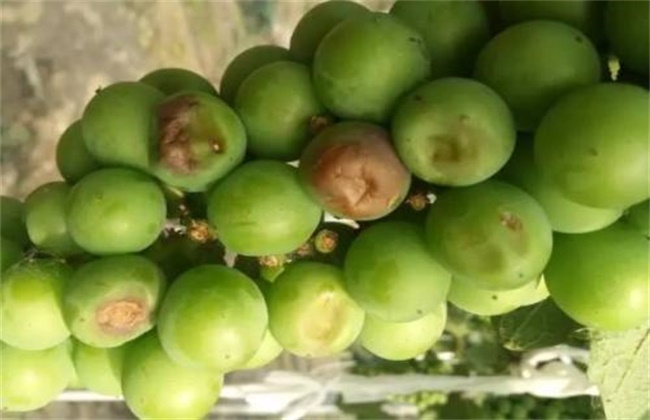 葡萄日灼病怎么防治