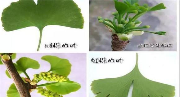 银杏雌雄株如何区分