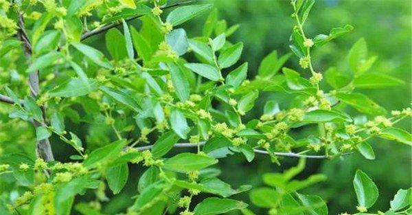 枣树开花时间是几月份