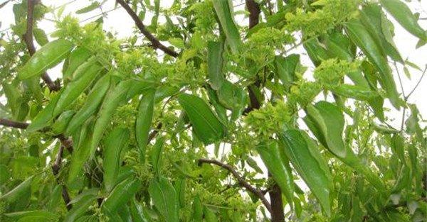 枣花开放的特点