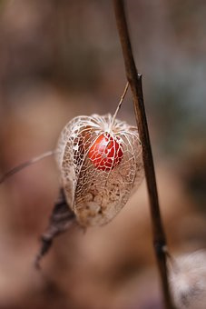 反季节无籽西瓜栽培管理技术