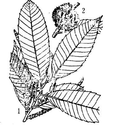 栗子的功效与作用
