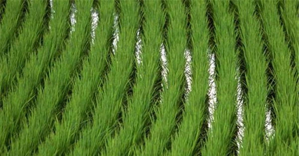 农作物合理密植的原则是什么?