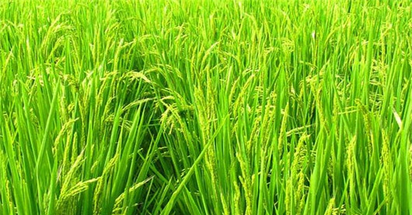 结合当地劳力和耕作水平