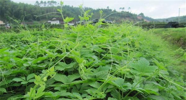 绞股蓝根茎繁殖