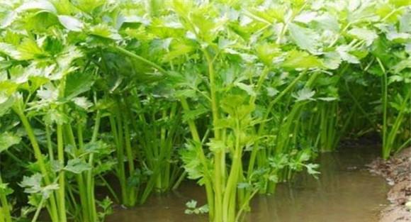 西芹种植时间